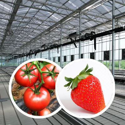 Venlo Glass Greenhouse For Agriculture