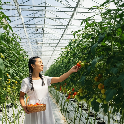 China Venlo Glass Gewächshaus für Südostasien